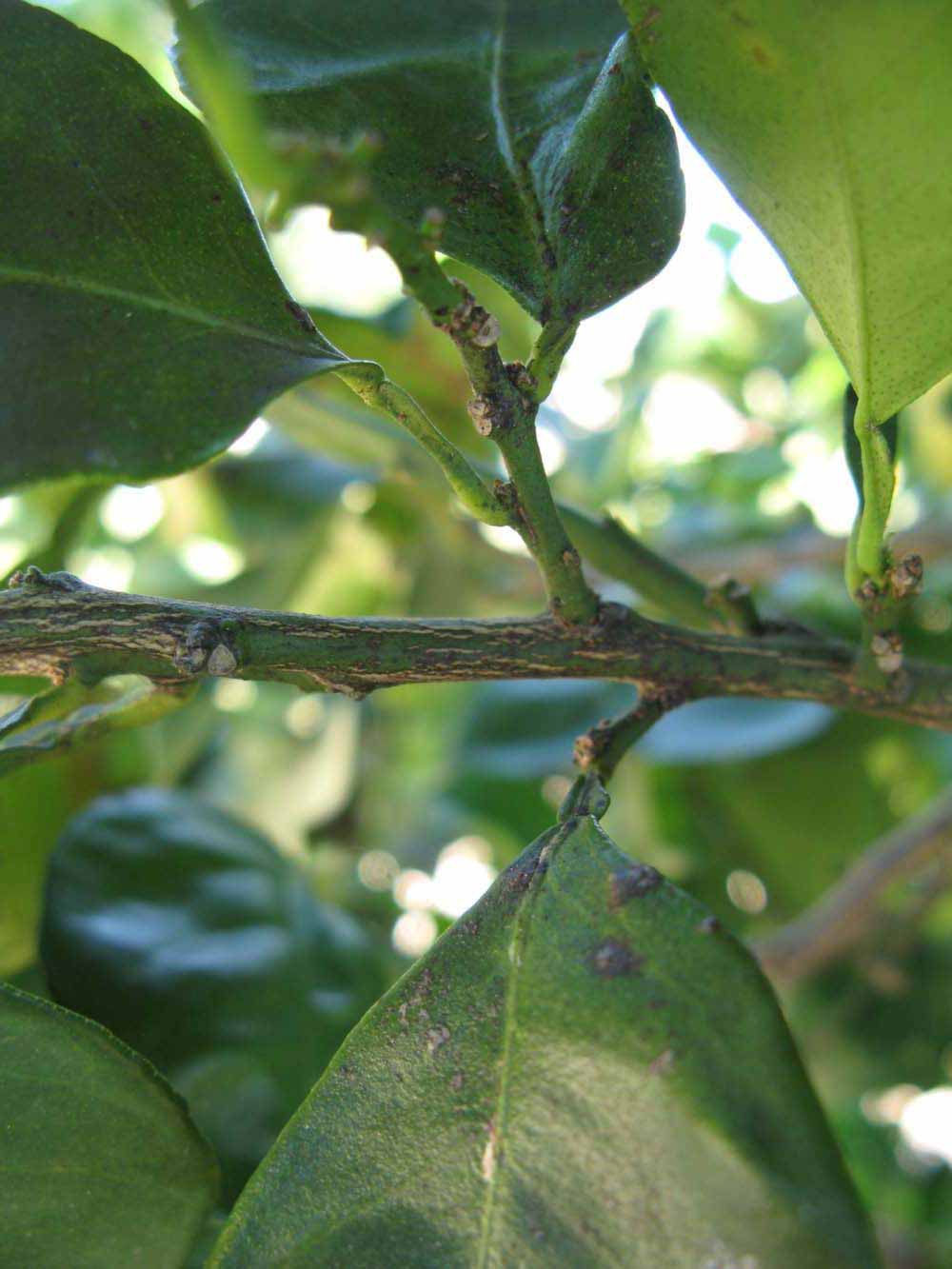              Second - third year twig (Winter Haven,   FL)       